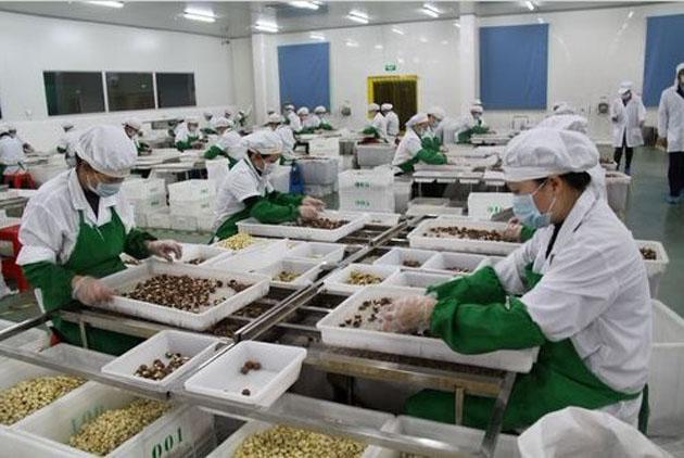 堅果干果加工生產車間 堅果干果加工生產車間